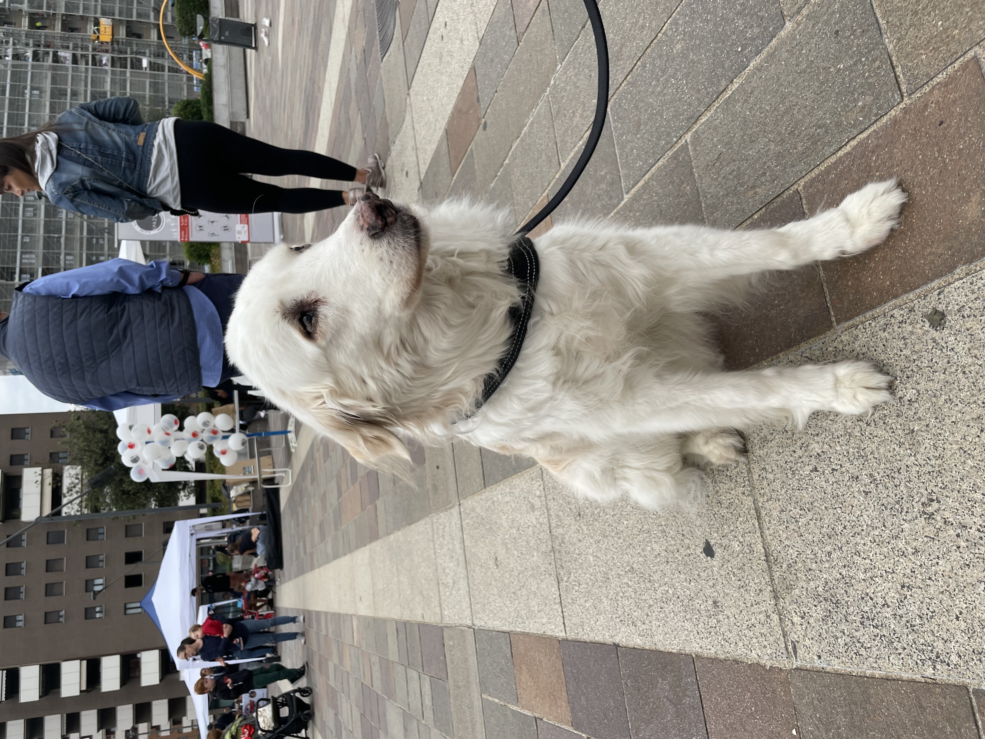 immagine di galleria 'Festa dello Sport, del Volontariato e della Salute 2024'