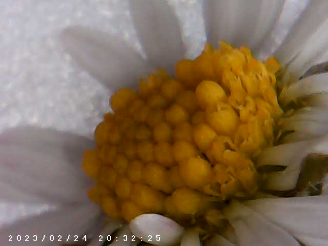 immagine di galleria 'Scatti al microscopio: laboratorio di Giocheria “Curiosi di natura”'