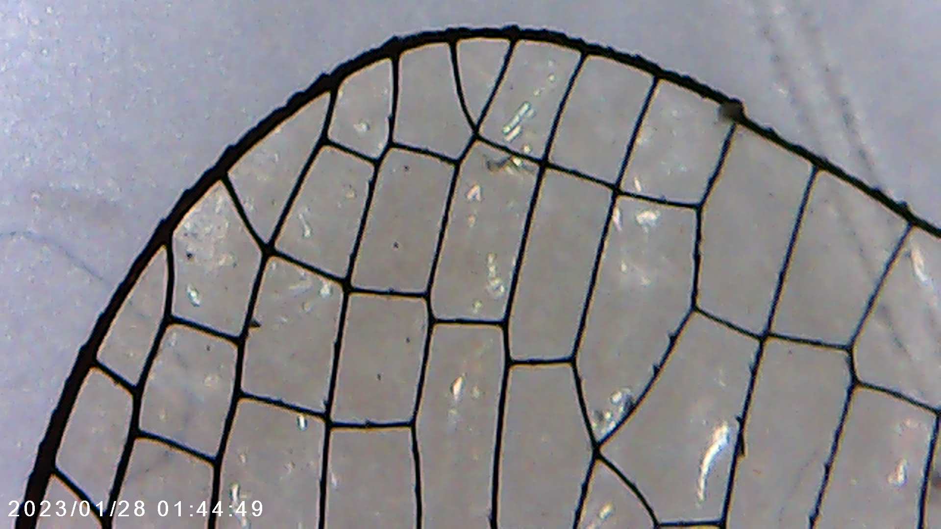 immagine di galleria 'Scatti al microscopio: laboratorio di Giocheria “Curiosi di natura”'