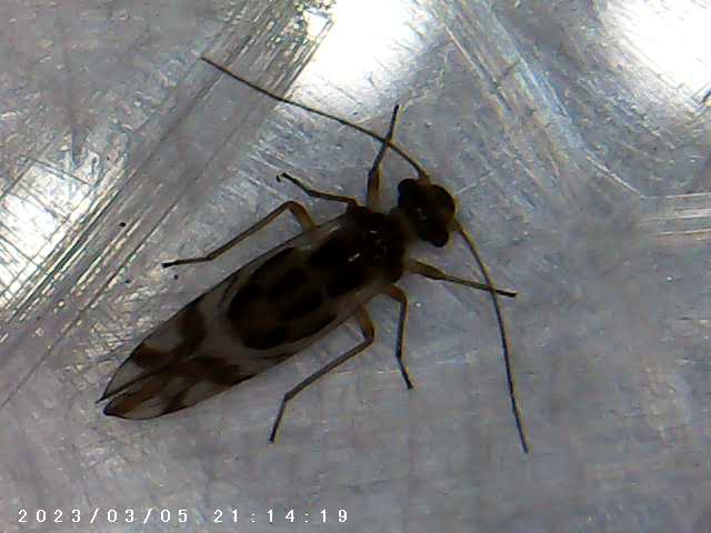 immagine di galleria 'Scatti al microscopio: laboratorio di Giocheria “Curiosi di natura”'