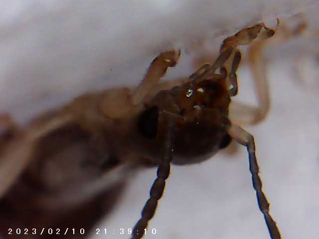 immagine di galleria 'Scatti al microscopio: laboratorio di Giocheria “Curiosi di natura”'