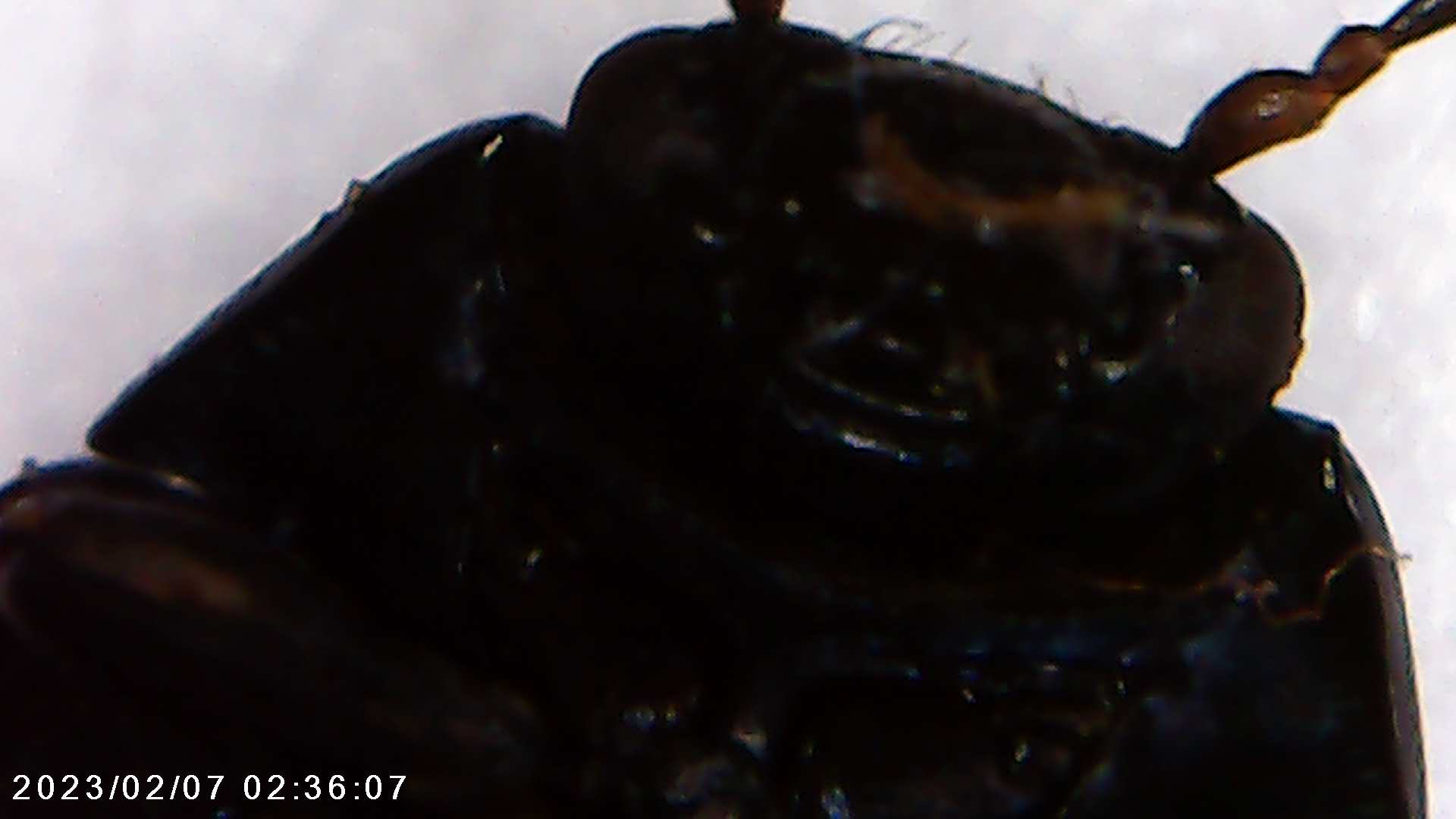 immagine di galleria 'Scatti al microscopio: laboratorio di Giocheria “Curiosi di natura”'