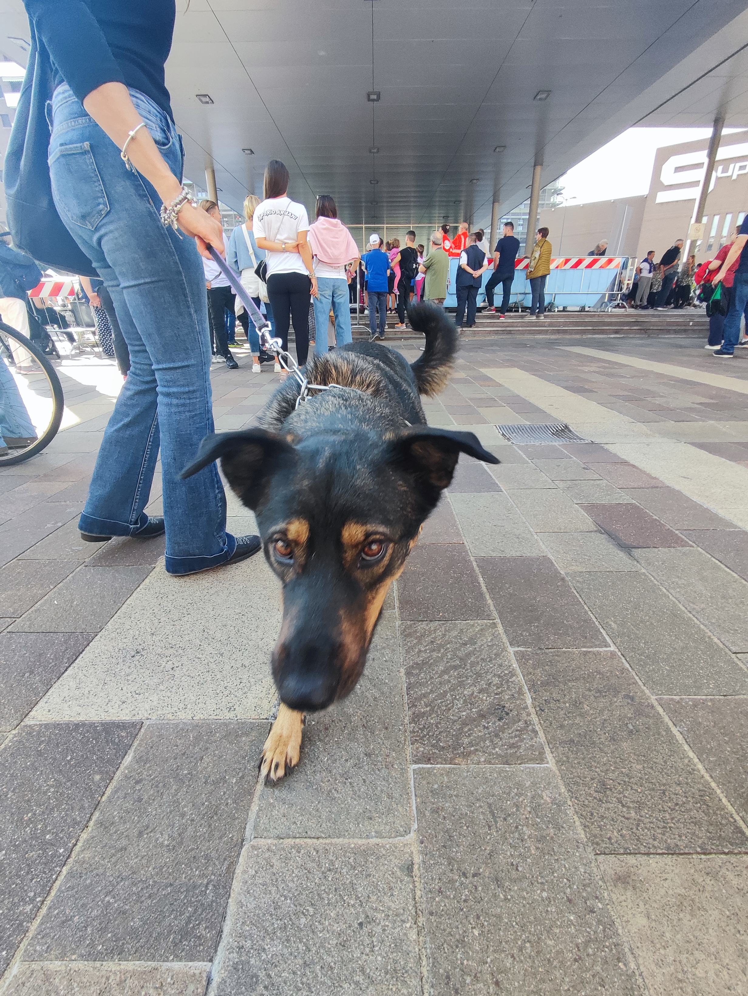 immagine di galleria 'Festa dello Sport, del Volontariato e della Salute 2024'