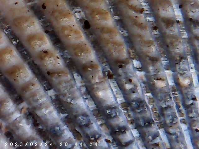 immagine di galleria 'Scatti al microscopio: laboratorio di Giocheria “Curiosi di natura”'