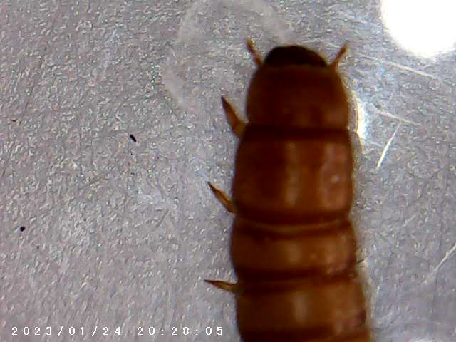 immagine di galleria 'Scatti al microscopio: laboratorio di Giocheria “Curiosi di natura”'