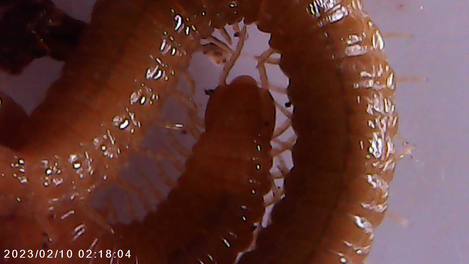 immagine di galleria 'Scatti al microscopio: laboratorio di Giocheria “Curiosi di natura”'