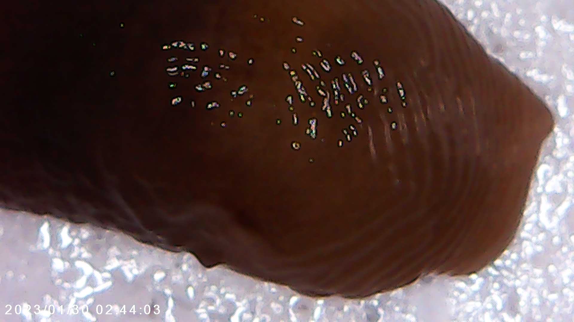 immagine di galleria