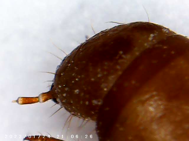 immagine di galleria 'Scatti al microscopio: laboratorio di Giocheria “Curiosi di natura”'