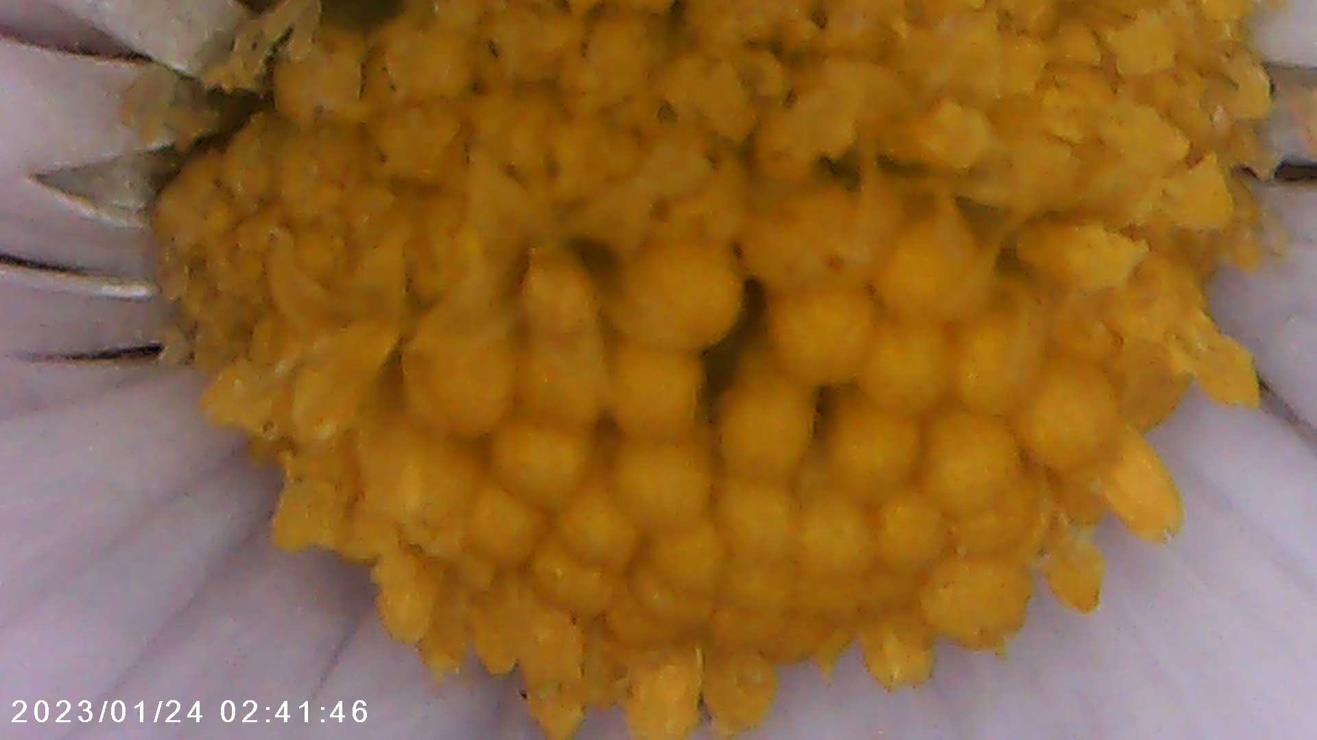 immagine di galleria 'Scatti al microscopio: laboratorio di Giocheria “Curiosi di natura”'