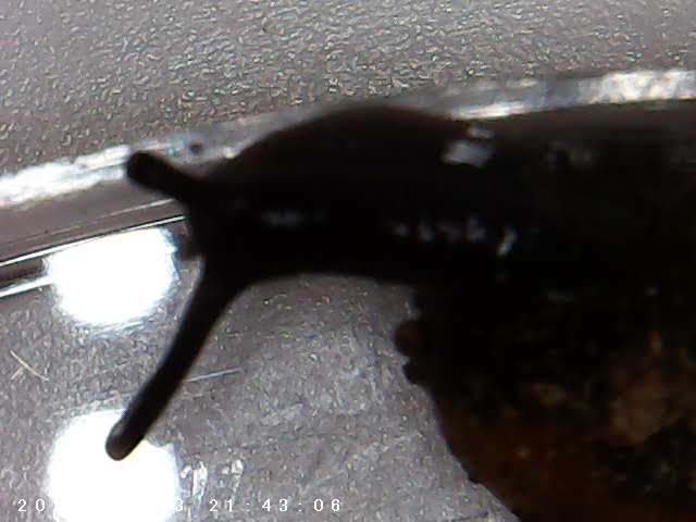 immagine di galleria 'Scatti al microscopio: laboratorio di Giocheria “Curiosi di natura”'