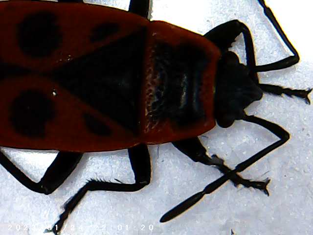 immagine di galleria