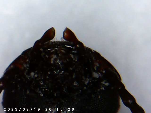 immagine di galleria 'Scatti al microscopio: laboratorio di Giocheria “Curiosi di natura”'