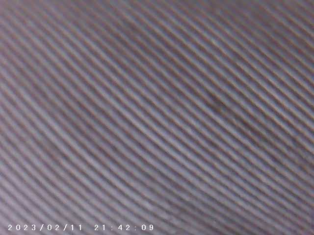 immagine di galleria 'Scatti al microscopio: laboratorio di Giocheria “Curiosi di natura”'