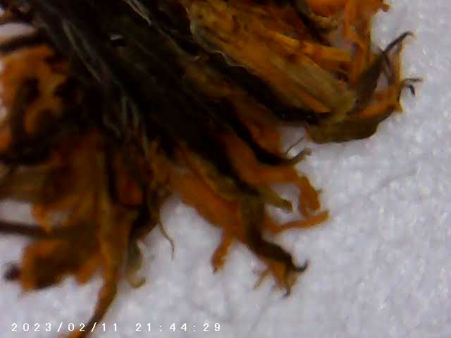 immagine di galleria 'Scatti al microscopio: laboratorio di Giocheria “Curiosi di natura”'