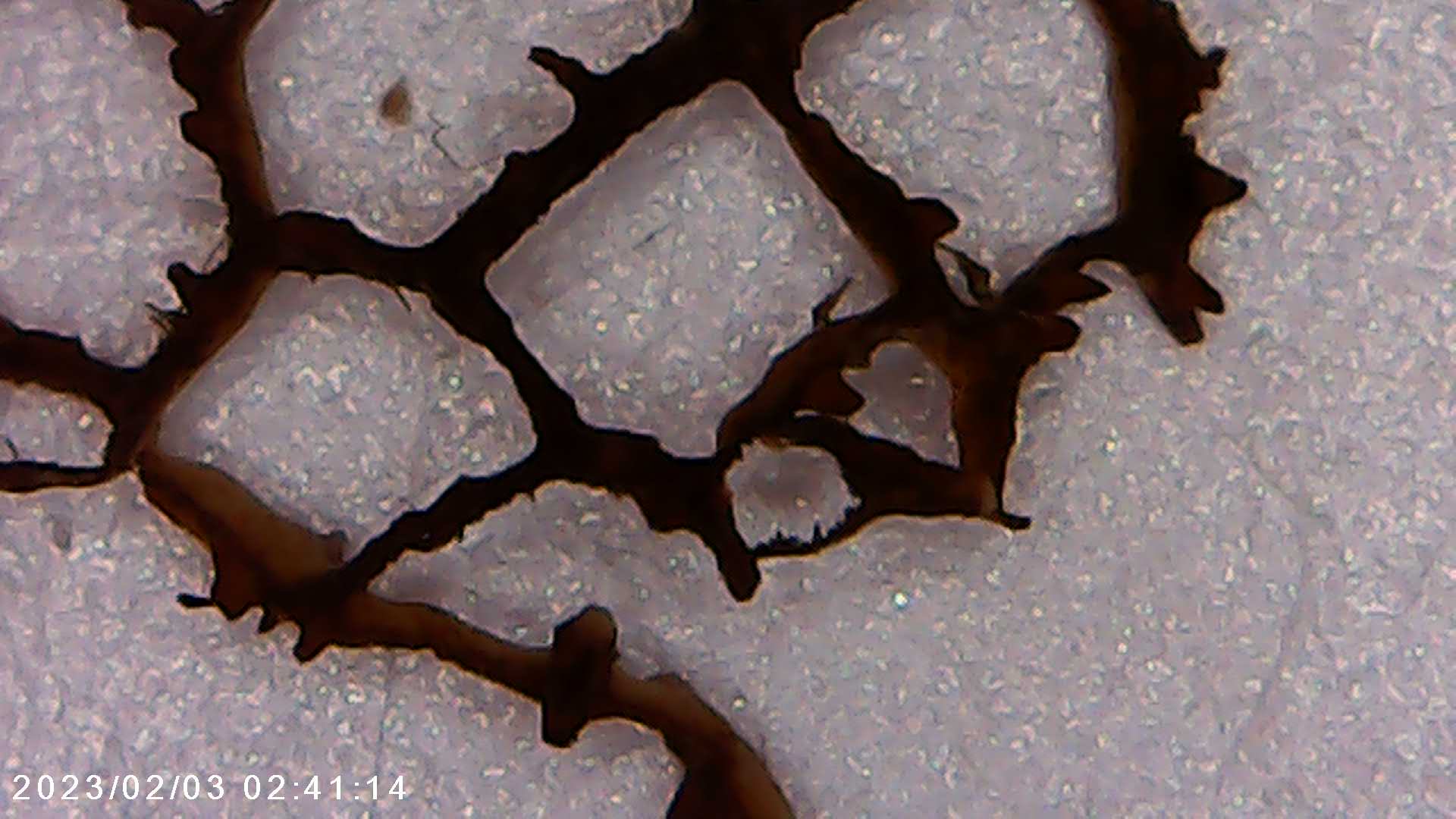 immagine di galleria 'Scatti al microscopio: laboratorio di Giocheria “Curiosi di natura”'