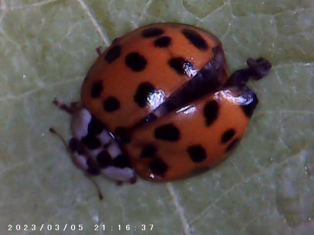 immagine di galleria 'Scatti al microscopio: laboratorio di Giocheria “Curiosi di natura”'