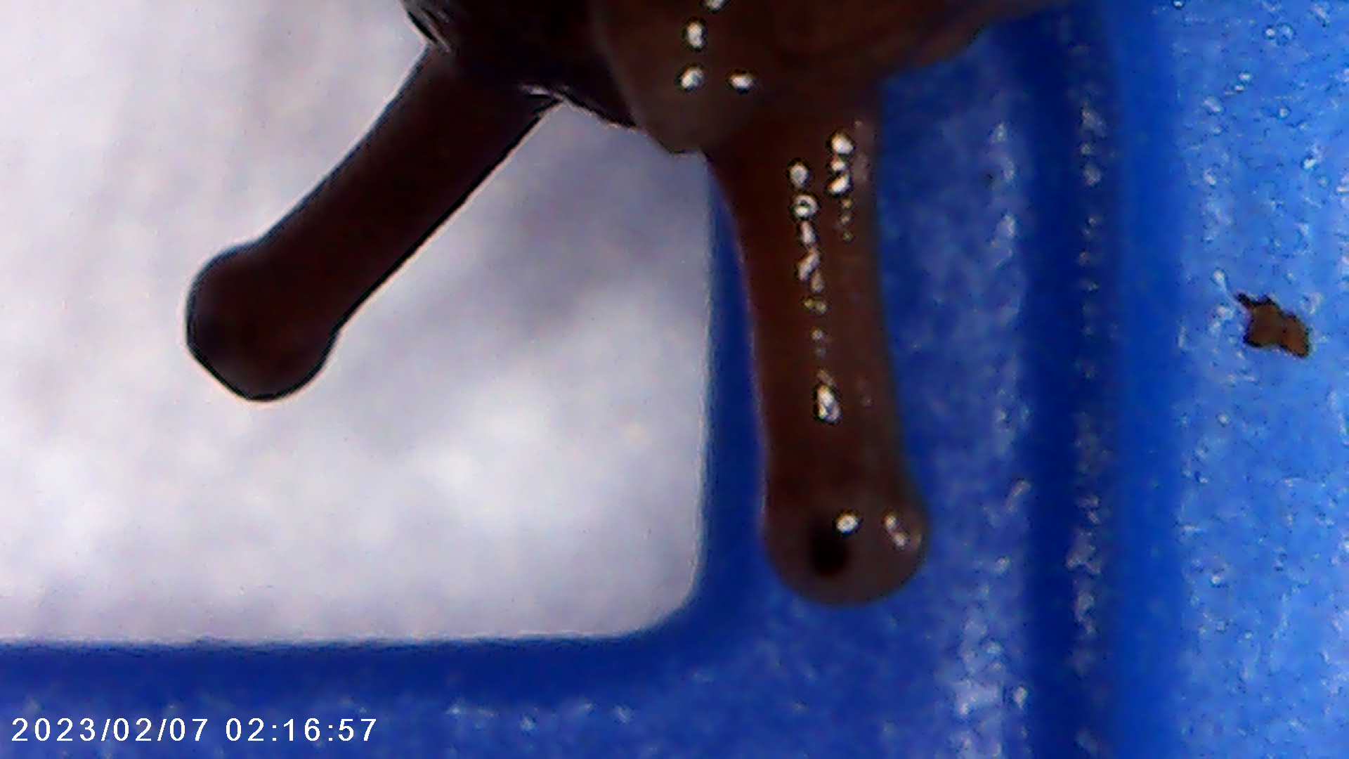 immagine di galleria 'Scatti al microscopio: laboratorio di Giocheria “Curiosi di natura”'