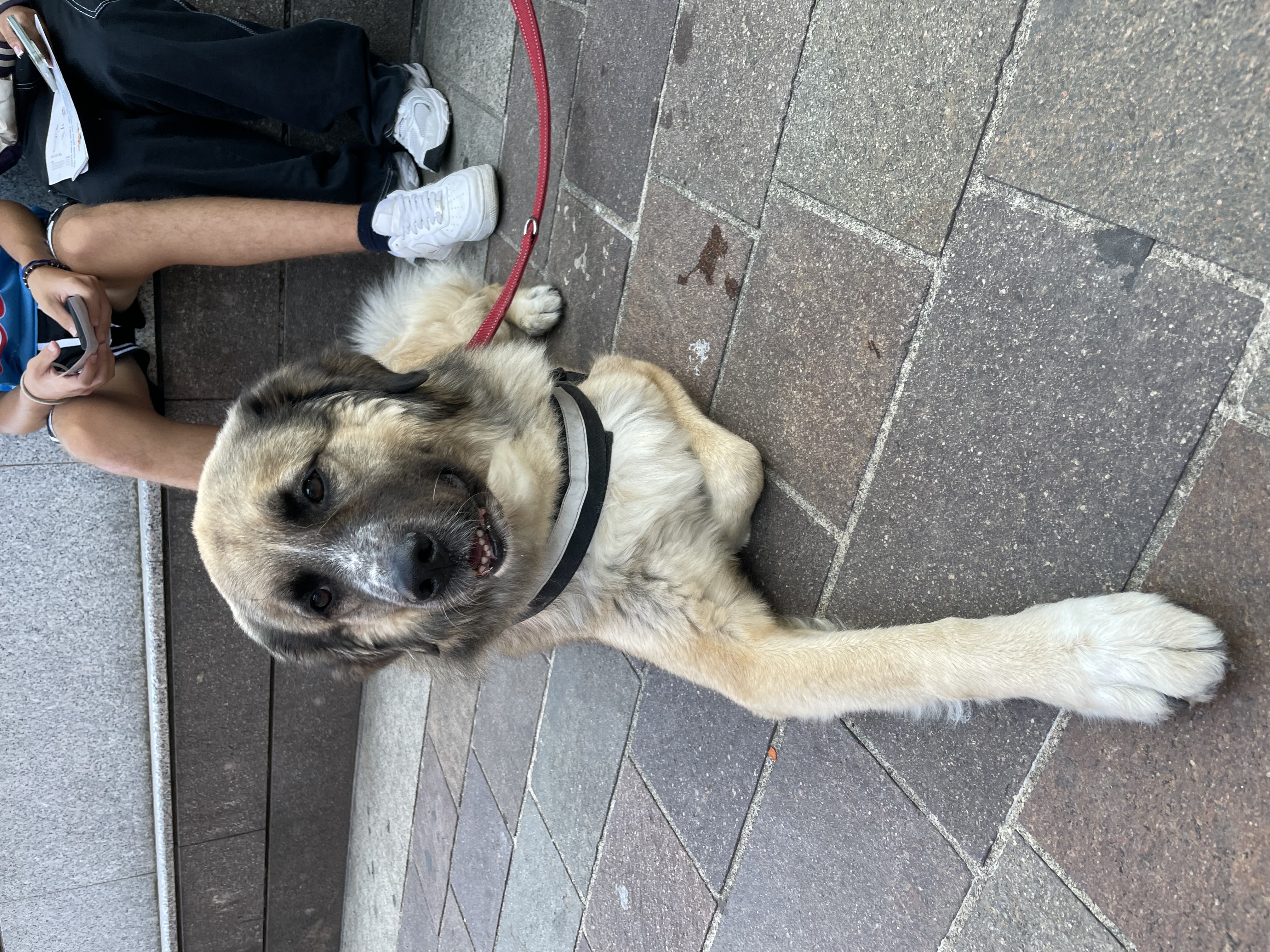 immagine di galleria 'Festa dello Sport, del Volontariato e della Salute 2024'