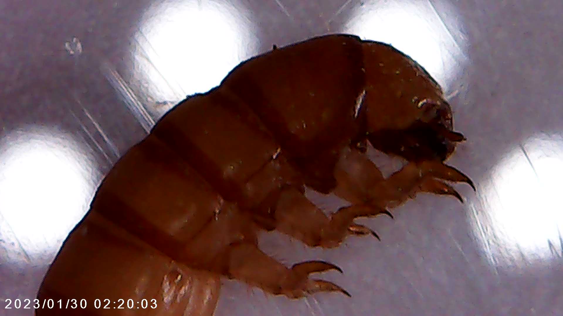 immagine di galleria