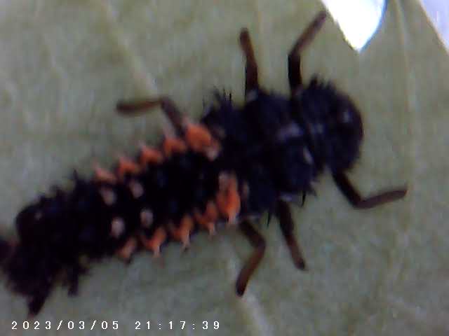 immagine di galleria