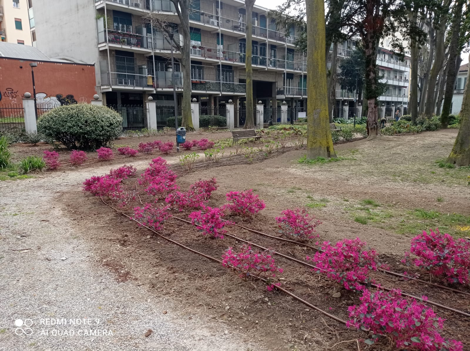 immagine di galleria 'Restyling del giardino di villa Mylius - prima parte'