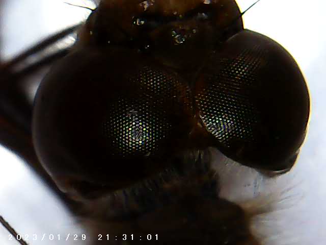 immagine di galleria