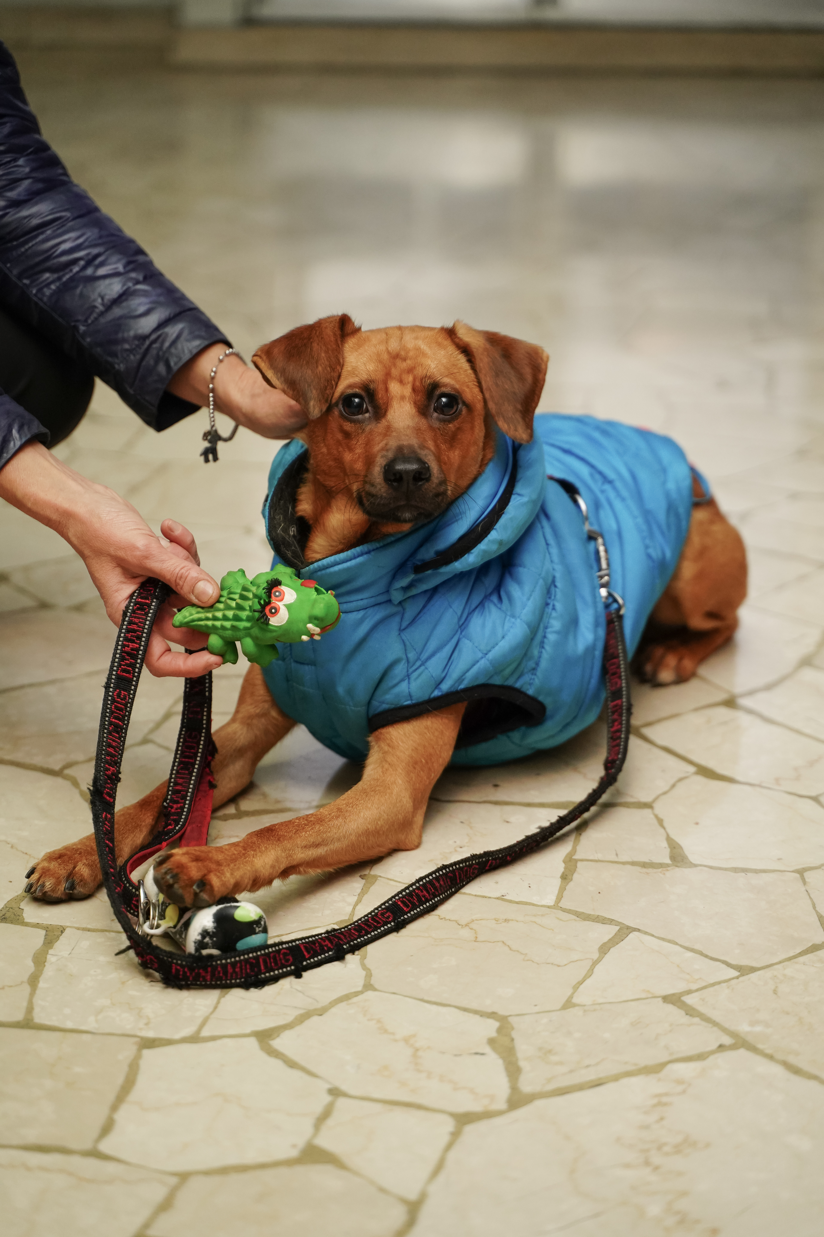 immagine di galleria 'Giornata mondiale del volontariato 2020'