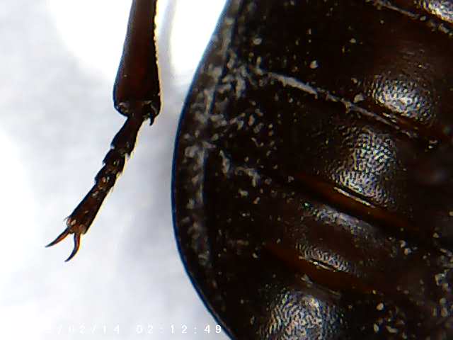 immagine di galleria 'Scatti al microscopio: laboratorio di Giocheria “Curiosi di natura”'