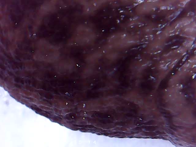 immagine di galleria 'Scatti al microscopio: laboratorio di Giocheria “Curiosi di natura”'