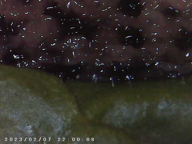 immagine di galleria 'Scatti al microscopio: laboratorio di Giocheria “Curiosi di natura”'