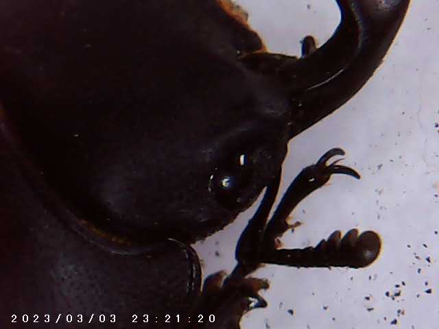 immagine di galleria 'Scatti al microscopio: laboratorio di Giocheria “Curiosi di natura”'