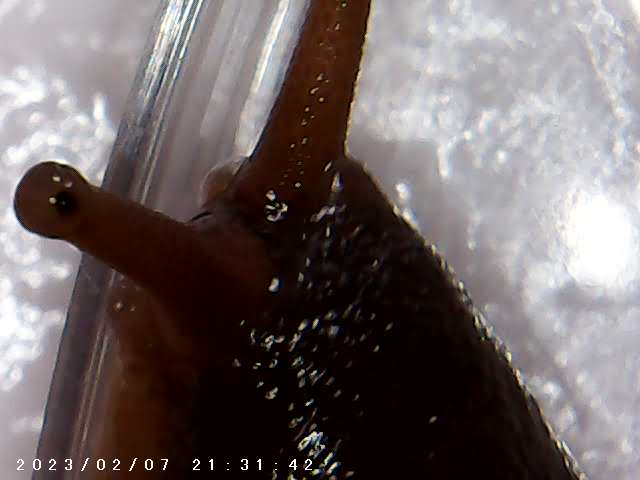 immagine di galleria 'Scatti al microscopio: laboratorio di Giocheria “Curiosi di natura”'