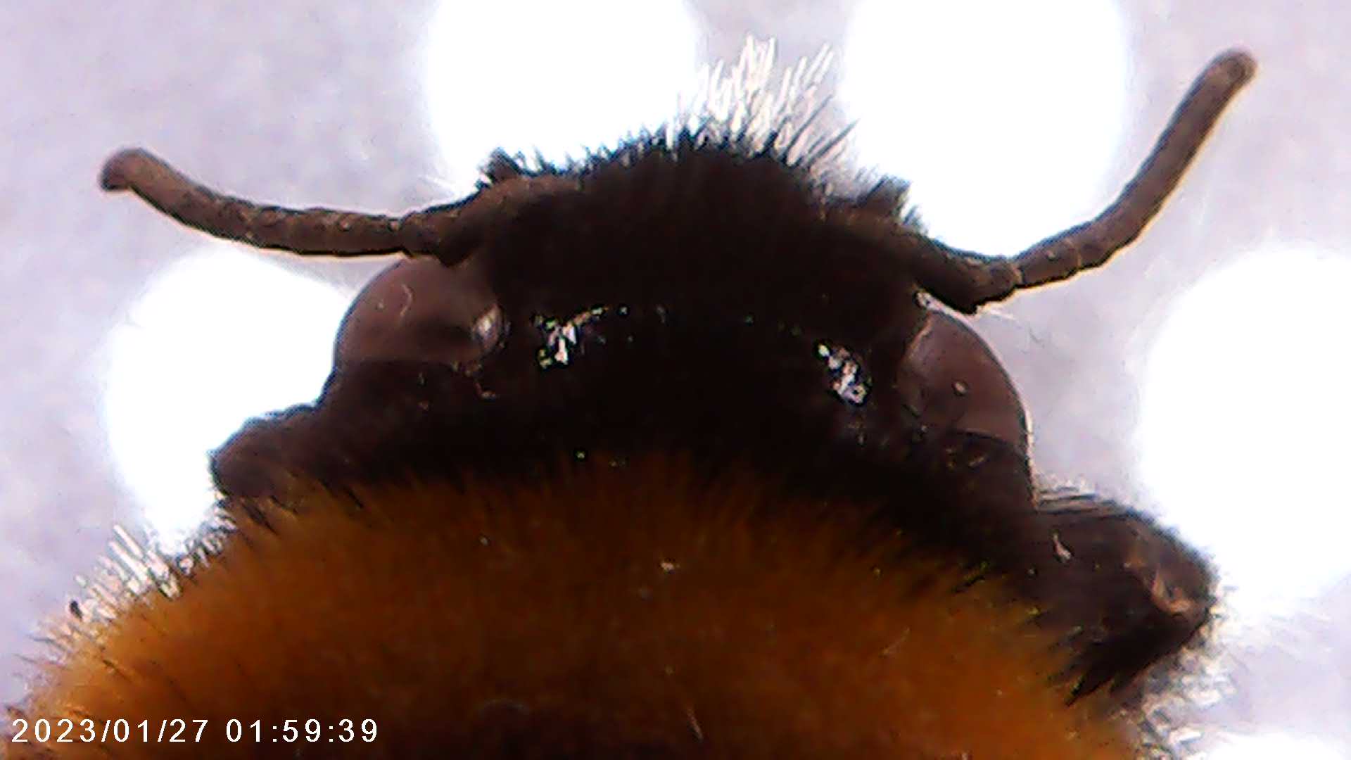 immagine di galleria 'Scatti al microscopio: laboratorio di Giocheria “Curiosi di natura”'