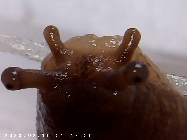 immagine di galleria