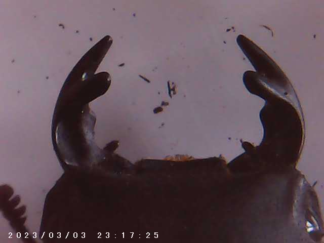 immagine di galleria 'Scatti al microscopio: laboratorio di Giocheria “Curiosi di natura”'