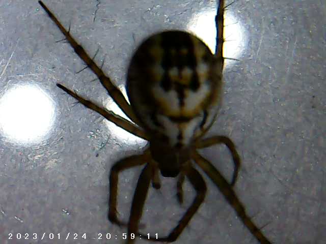 immagine di galleria 'Scatti al microscopio: laboratorio di Giocheria “Curiosi di natura”'