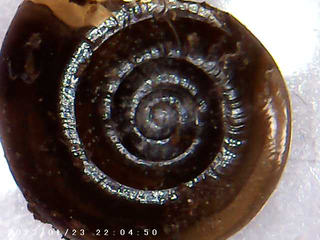 immagine di galleria 'Scatti al microscopio: laboratorio di Giocheria “Curiosi di natura”'