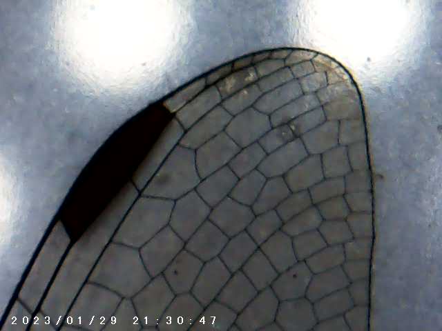 immagine di galleria 'Scatti al microscopio: laboratorio di Giocheria “Curiosi di natura”'