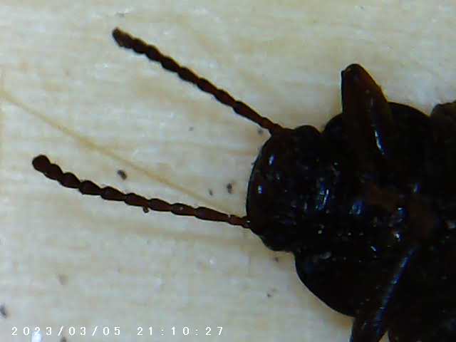 immagine di galleria