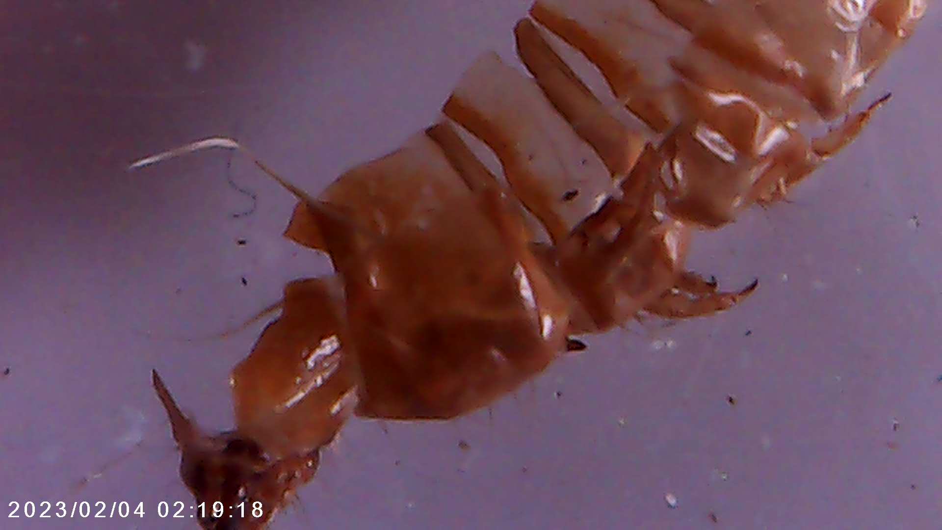 immagine di galleria 'Scatti al microscopio: laboratorio di Giocheria “Curiosi di natura”'