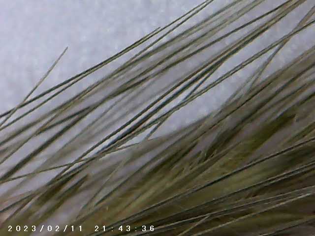 immagine di galleria 'Scatti al microscopio: laboratorio di Giocheria “Curiosi di natura”'