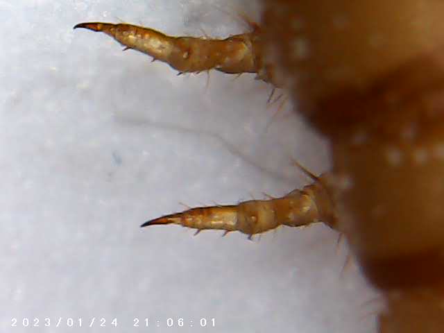 immagine di galleria 'Scatti al microscopio: laboratorio di Giocheria “Curiosi di natura”'