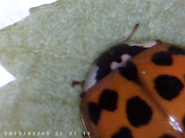 immagine di galleria 'Scatti al microscopio: laboratorio di Giocheria “Curiosi di natura”'