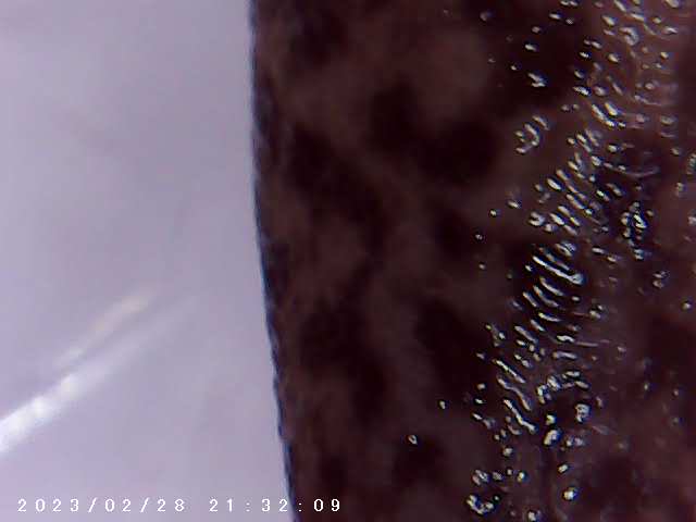 immagine di galleria 'Scatti al microscopio: laboratorio di Giocheria “Curiosi di natura”'