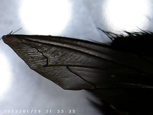 immagine di galleria 'Scatti al microscopio: laboratorio di Giocheria “Curiosi di natura”'