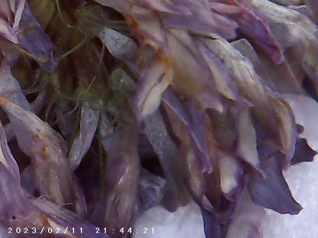 immagine di galleria 'Scatti al microscopio: laboratorio di Giocheria “Curiosi di natura”'