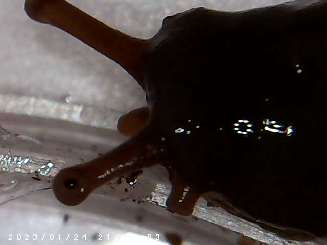 immagine di galleria 'Scatti al microscopio: laboratorio di Giocheria “Curiosi di natura”'