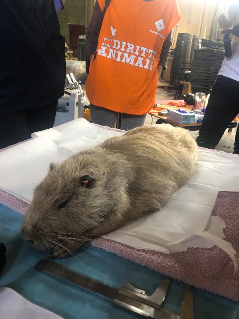 immagine di galleria 'Un progetto per fermare la riproduzione incontrollata delle nutrie'