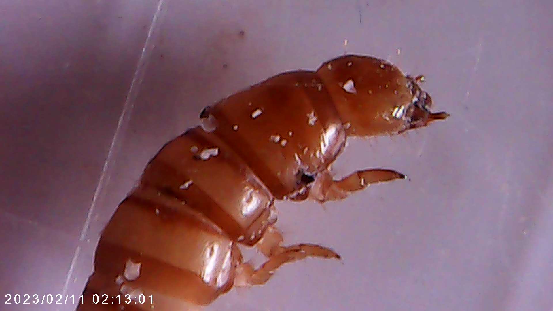 immagine di galleria 'Scatti al microscopio: laboratorio di Giocheria “Curiosi di natura”'