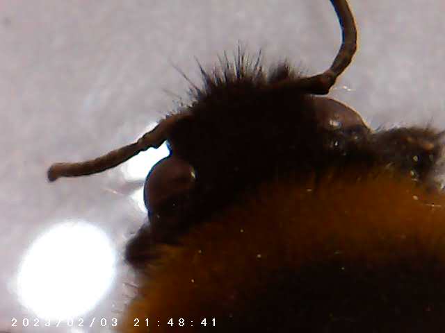 immagine di galleria 'Scatti al microscopio: laboratorio di Giocheria “Curiosi di natura”'